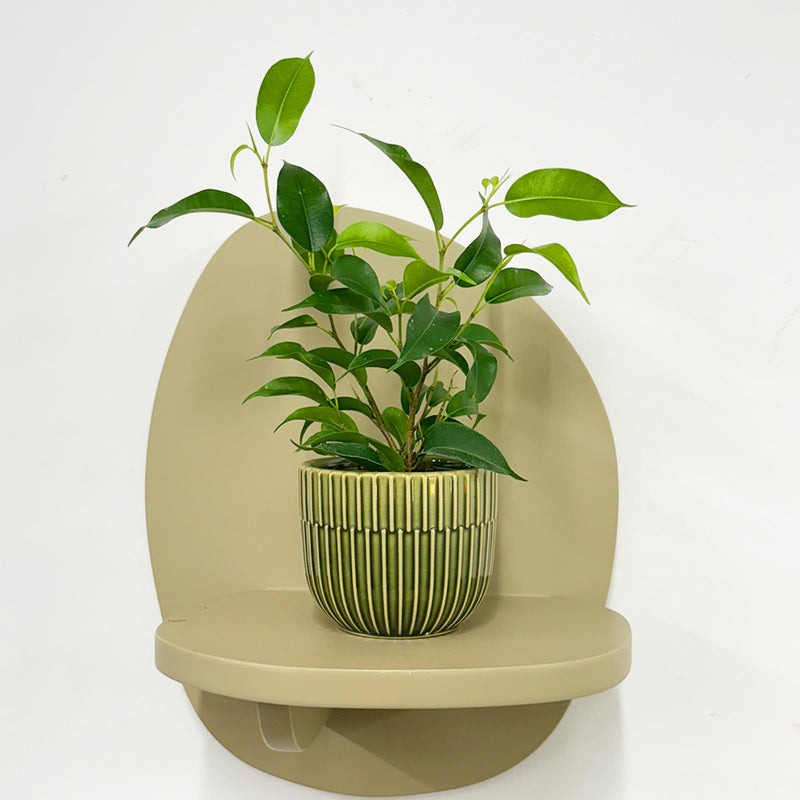 Mini Ficus Benjamina & Pot