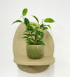 Mini Ficus Benjamina & Pot