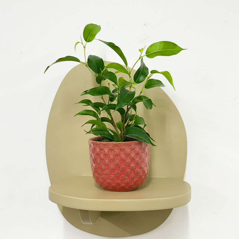 Mini Ficus Benjamina & Pot