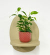 Mini Ficus Benjamina & Pot