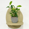 Mini Ficus Benjamina & Pot