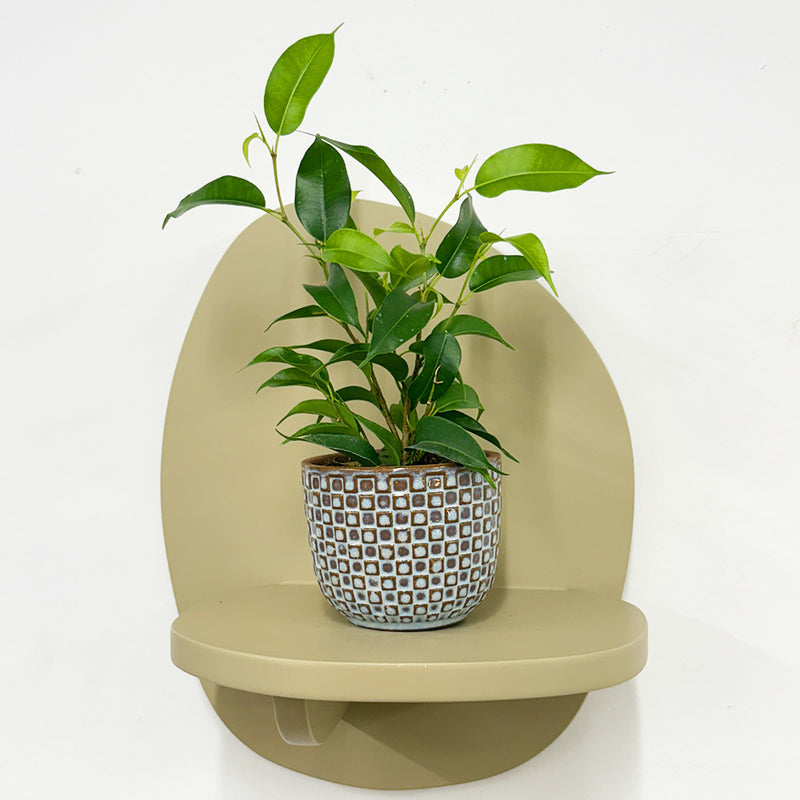 Mini Ficus Benjamina & Pot