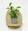 Mini Ficus Benjamina & Pot