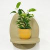 Mini Ficus Benjamina & Pot