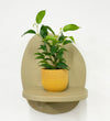Mini Ficus Benjamina & Pot