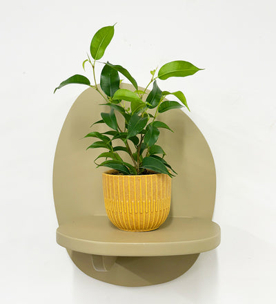 Mini Ficus Benjamina & Pot