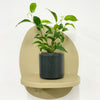 Mini Ficus Benjamina & Pot
