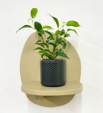 Mini Ficus Benjamina & Pot