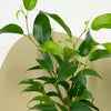 Mini Ficus Benjamina & Pot