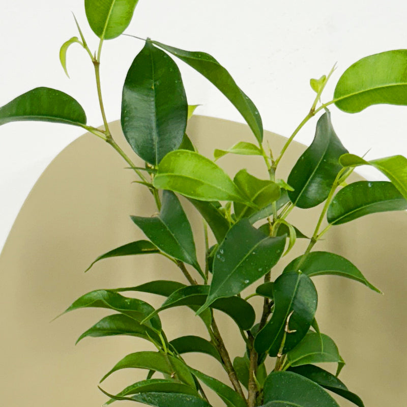 Mini Ficus Benjamina & Pot