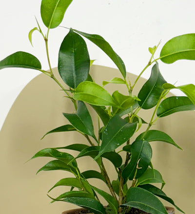 Mini Ficus Benjamina & Pot