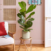 Fiddle-leaf Fig & Pot