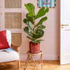 Fiddle-leaf Fig & Pot