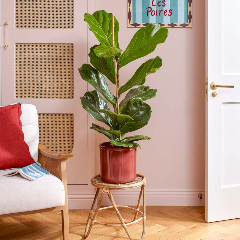 Fiddle-leaf Fig & Pot
