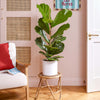 Fiddle-leaf Fig & Pot