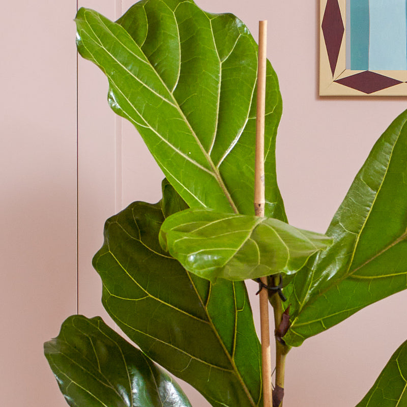 Fiddle-leaf Fig & Pot