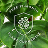 Large Plant Bundle