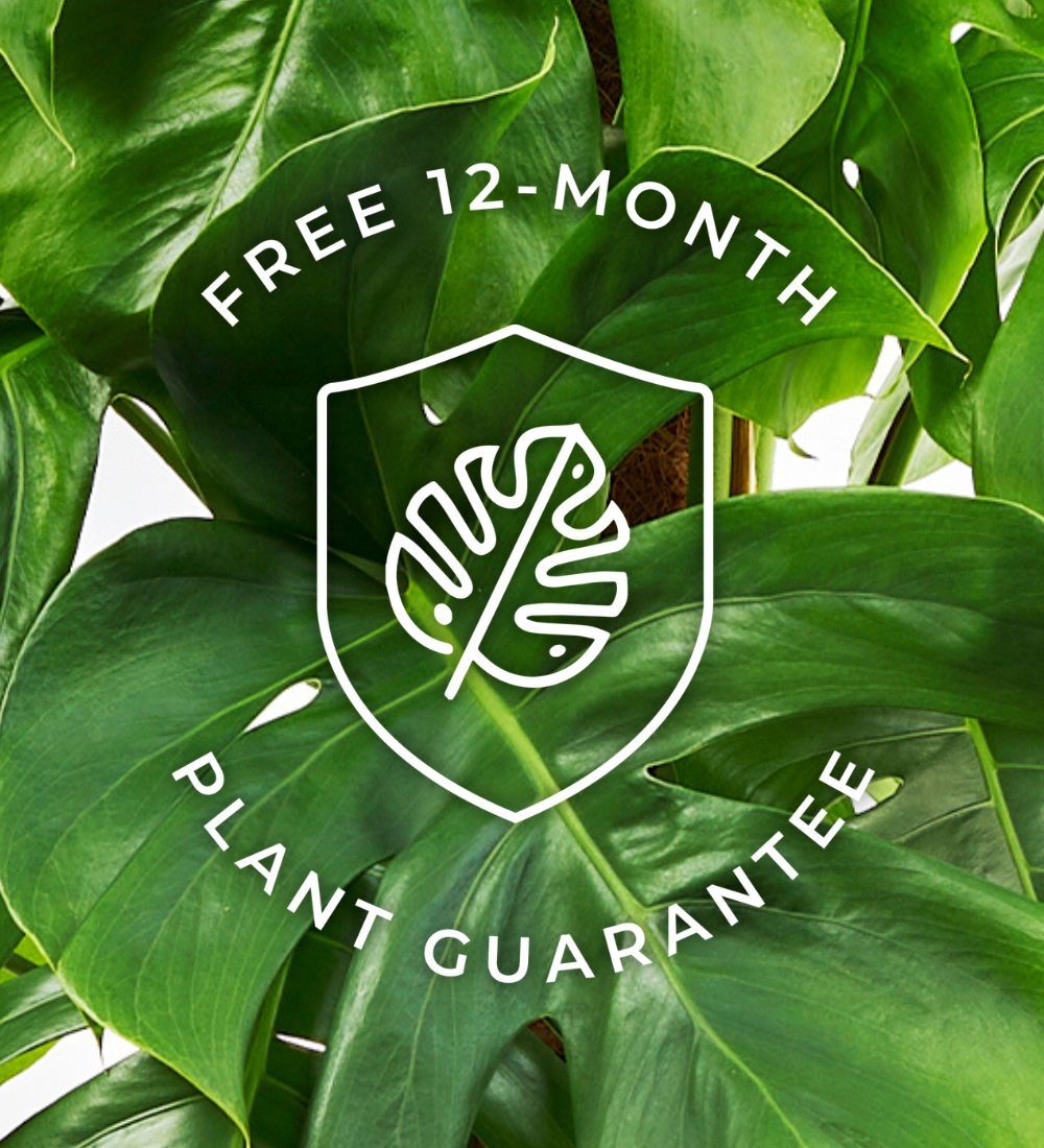 Large Plant Bundle