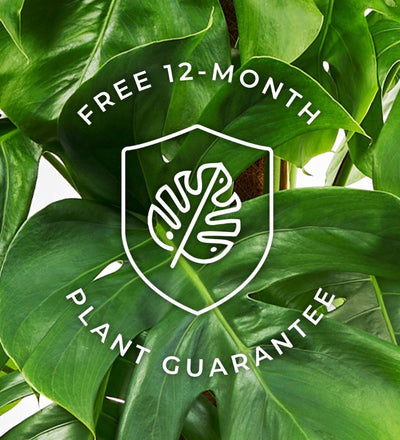 Fiddle-Leaf Fig Pair