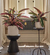 Calathea Stromanthe Triostar