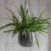 Hanging Plant Pot