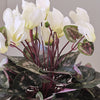 Artificial White Cyclamen