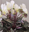 Artificial White Cyclamen