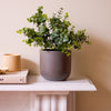 Artificial Eucalyptus