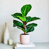 Imperfect Artificial Plant