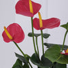 Artificial Red Anthurium