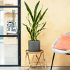 Imperfect Artificial Plant
