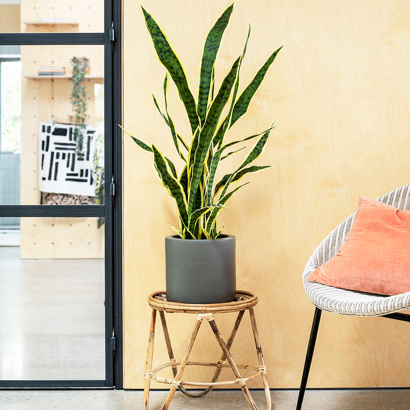 Imperfect Artificial Plant