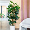 Artificial Swiss Cheese Plant