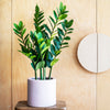 Imperfect Artificial Plant