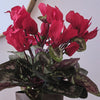 Artificial Red Cyclamen
