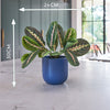 Artificial Prayer Plant