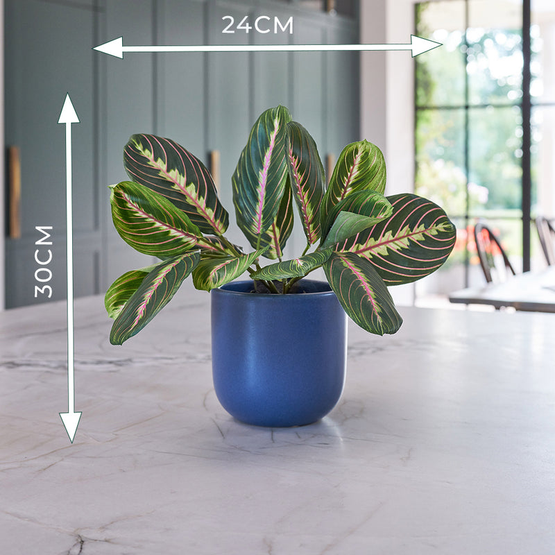 Artificial Prayer Plant