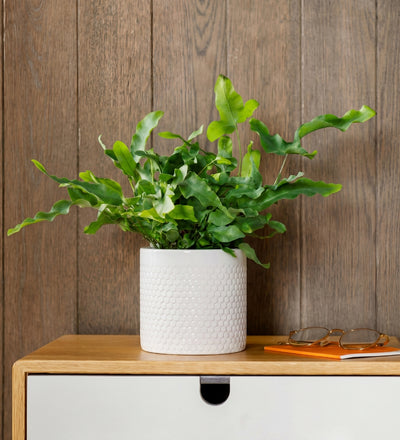 Pet Friendly Houseplant Subscription