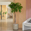 Ficus Alii Twisted Stem