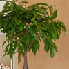 Ficus Alii Twisted Stem