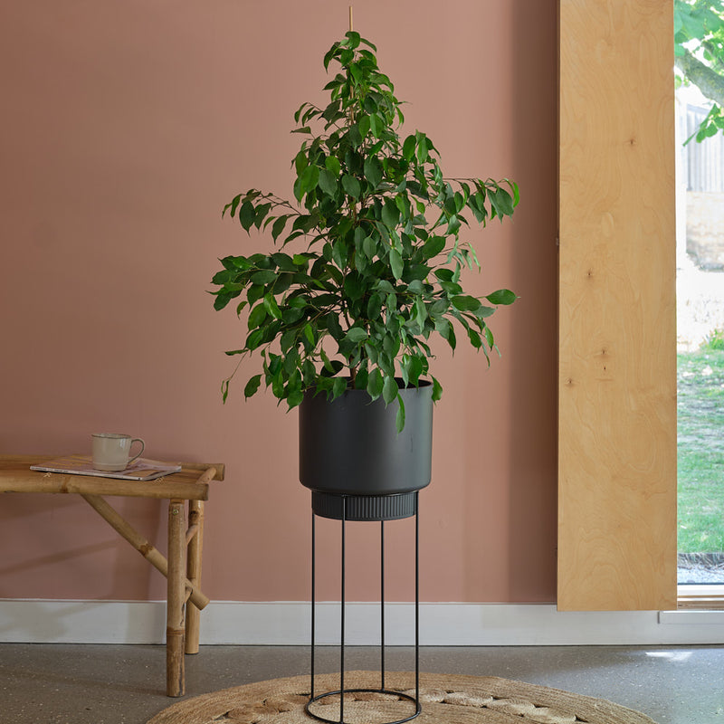 Ficus Benjamina