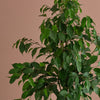 Ficus Benjamina