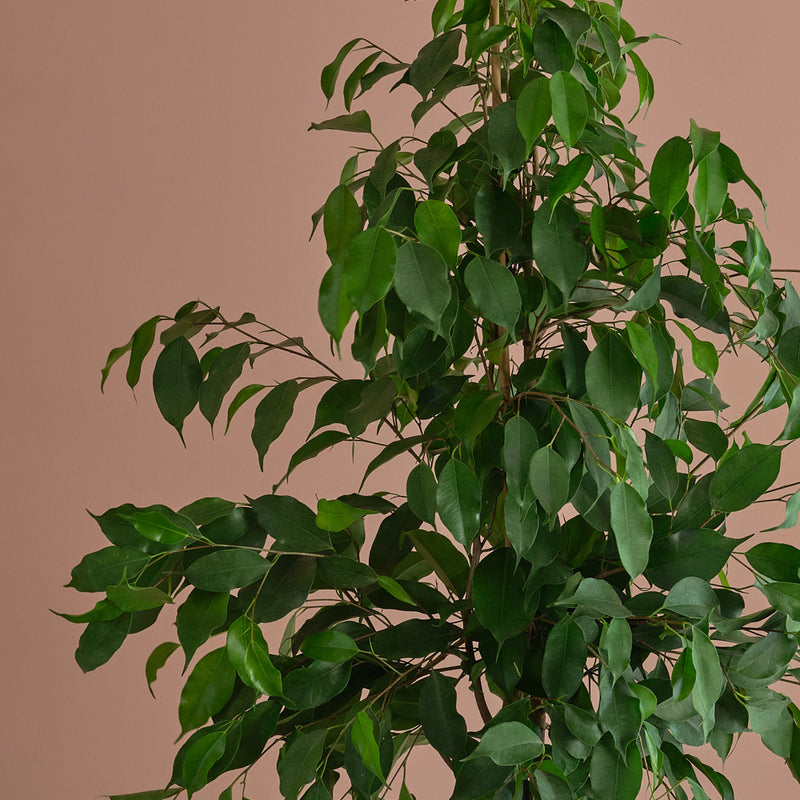 Ficus Benjamina