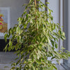 Ficus Benjamina Golden King