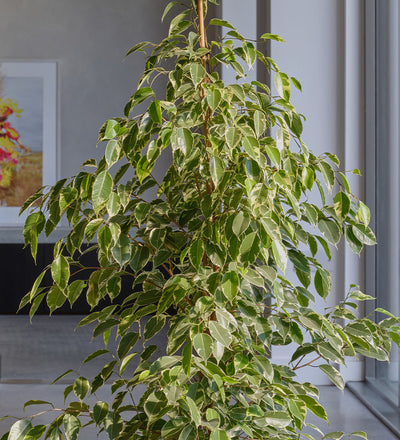Ficus Benjamina Golden King