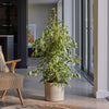 Ficus Benjamina Golden King