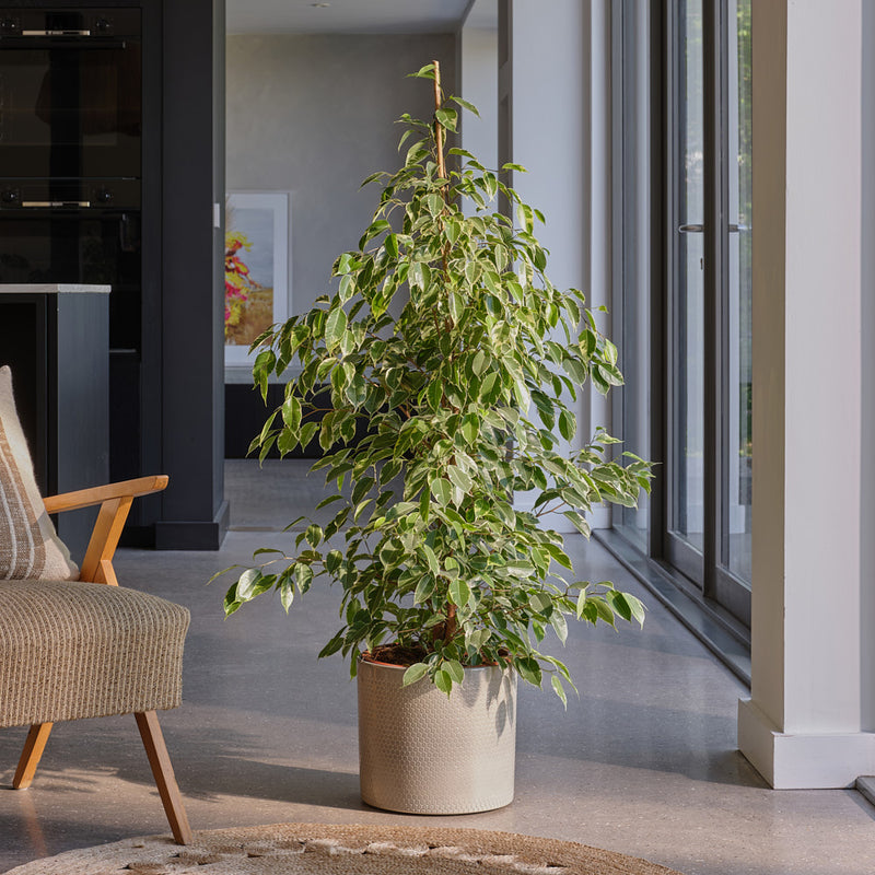 Ficus Benjamina Golden King
