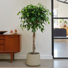 Ficus Benjamina Twisted Stem