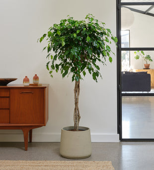 Ficus Benjamina Twisted Stem