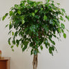 Ficus Benjamina Twisted Stem
